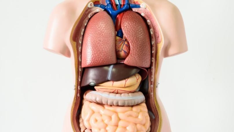 Seven Body Organs You Can Live Without